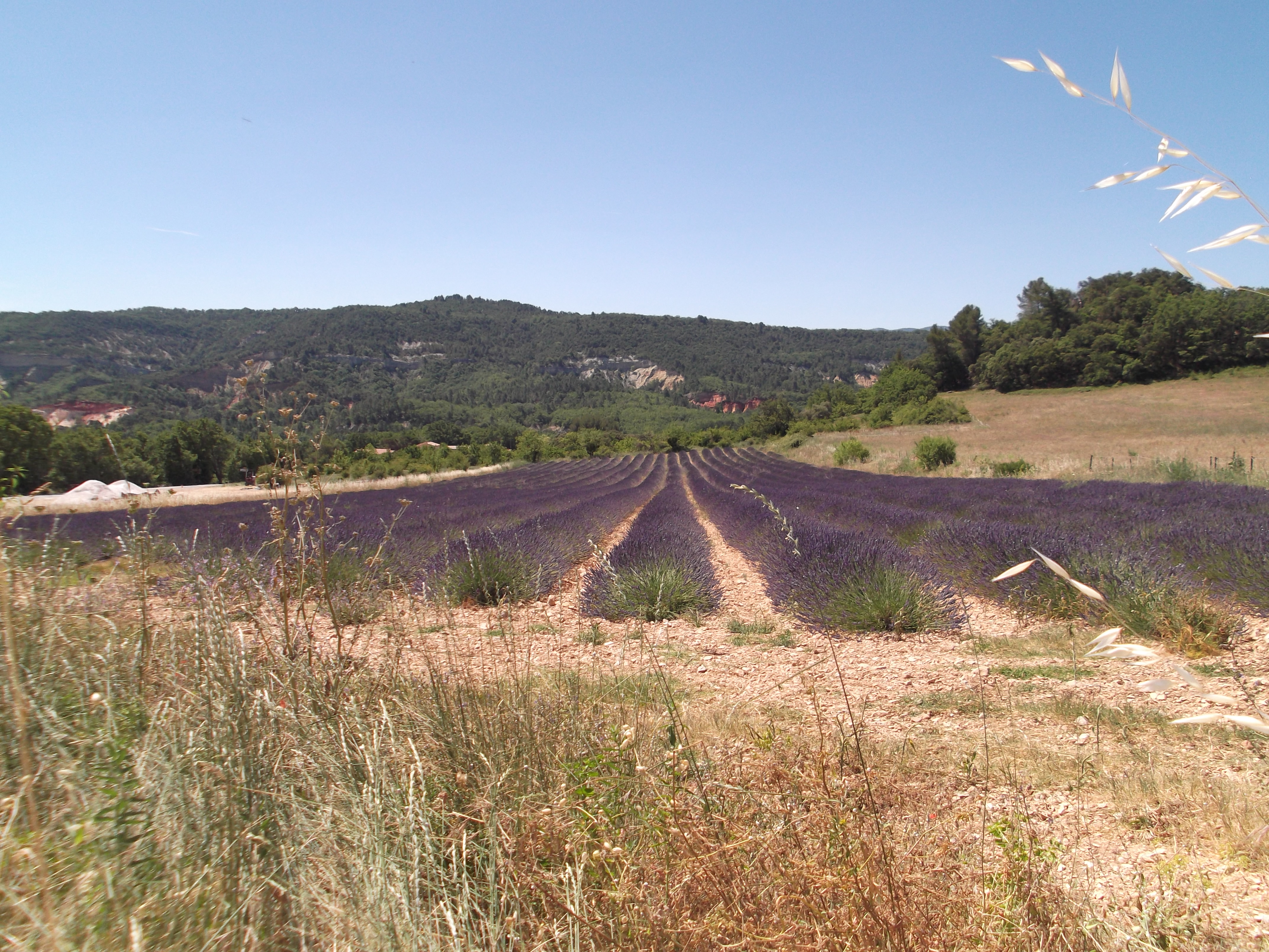 Un campo di lavanda